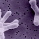 Illustration for article titled Study: American Intestinal Bacteria Most Obese In World